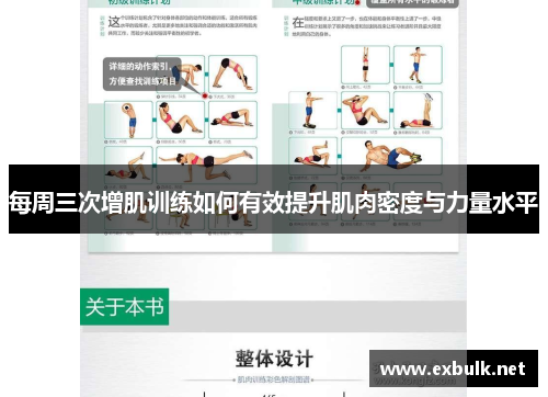 每周三次增肌训练如何有效提升肌肉密度与力量水平